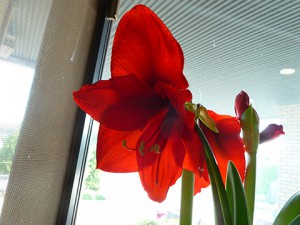 アマリリスの花アップ