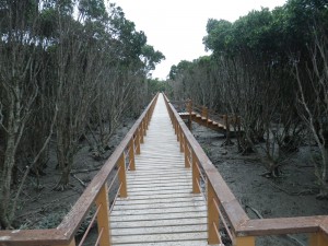 マングローブの中の歩道